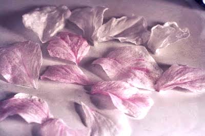 wafer paper peony petals for edible flowers