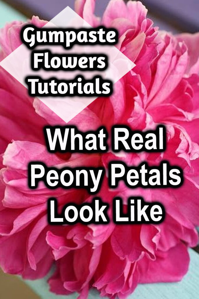 what real peony petals look like