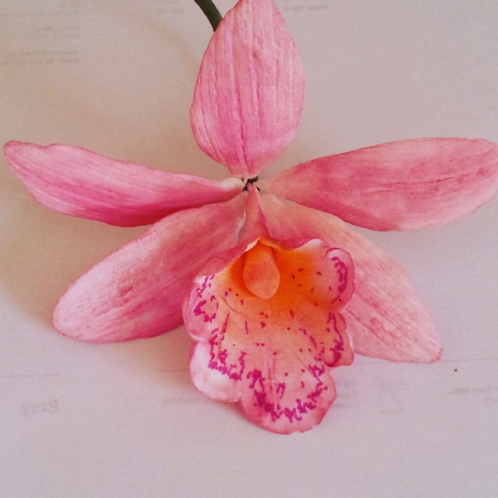 gumpaste orchid pink